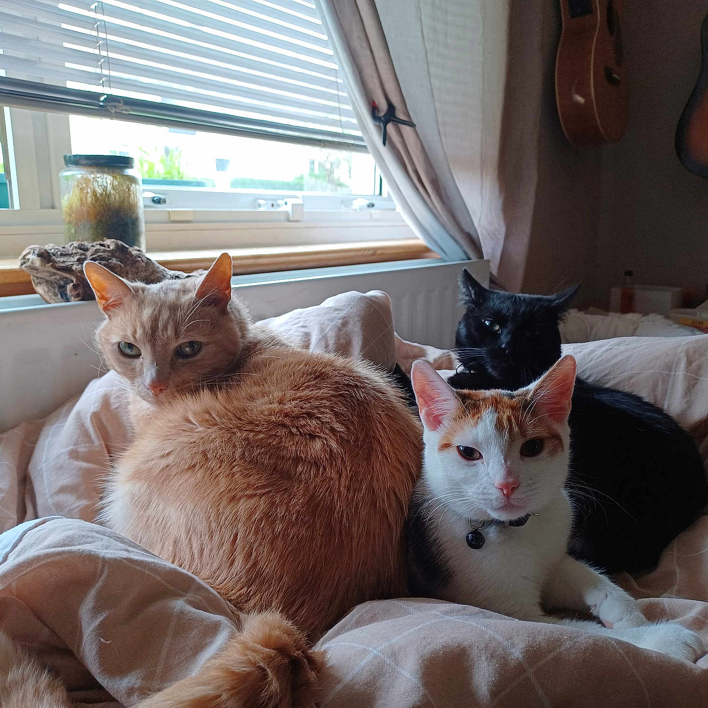 Hendrix Page Joni is registered to the contest to win money with this photo: animal, bed, black_cat, blanket, cat, cats, collar, cozy, domestic, fur, furniture, guitar, indoor, orange_cat, pet, relaxing, resting, three, white_cat, window