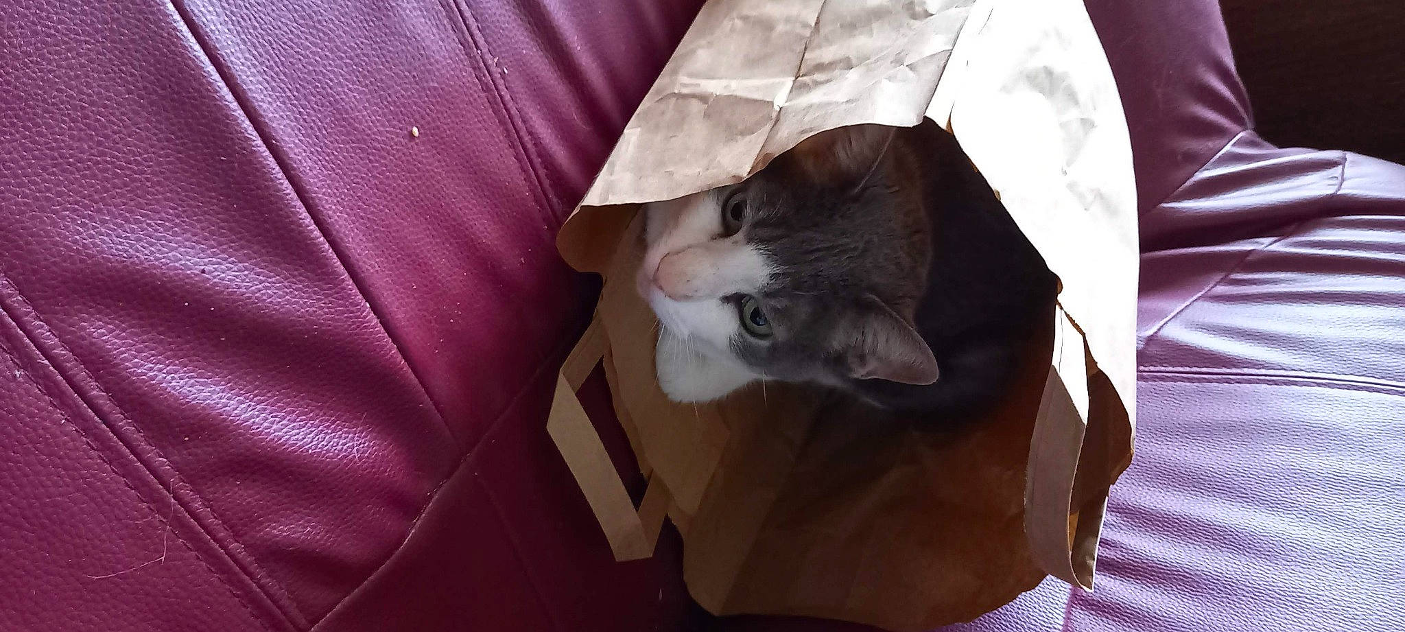 Némo a rejoint le concours — aidez-le/la à gagner de superbes lots ! canidae, carmine, carnivore, cat, comfort, companion_dog, dog_breed, domestic_short_haired_cat, felidae, fur, linens, magenta, nap, packaging_and_labeling, paper, paper_product, small_to_medium_sized_cats, tail, whiskers