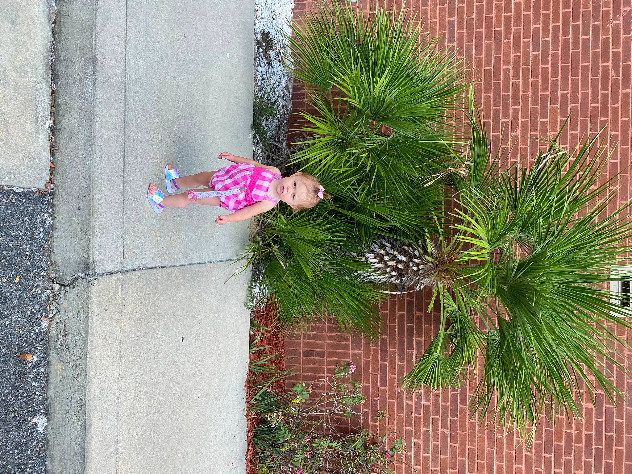 Laylah is registered to the contest to win money with this photo: arecales, brick, concrete, conifer, evergreen, fir, georgia_pine, larch, loblolly_pine, person, pine, pine_family, shortstraw_pine, tar, terrestrial_plant, yellow_fir