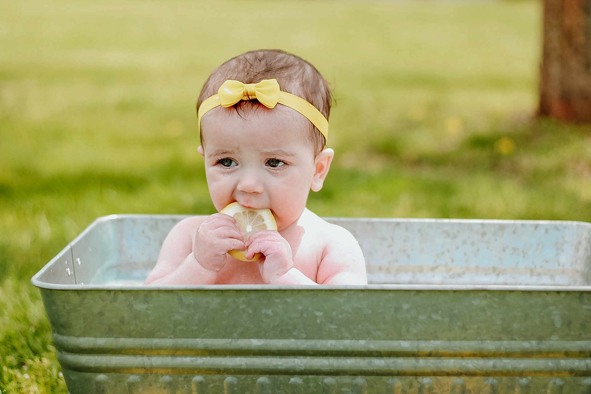 Tallulah is registered to the contest to win money with this photo: baby, child, lemon, metal_tub, yellow_bow, headband, outdoor, grass, summer, cute, curious, water, skin, face, hands, expression, nature, greenery, infant, portrait