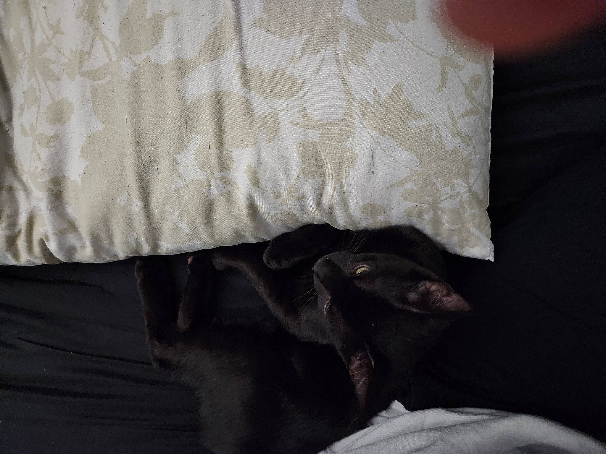 Noob is registered to the contest to win money with this photo: bed_sheet, bedding, carnivore, comfort, curtain, duvet, felidae, formal_wear, fur, grey, hardwood, human_leg, linens, room, sleeve, tail, textile, tints_and_shades, window_treatment, wood