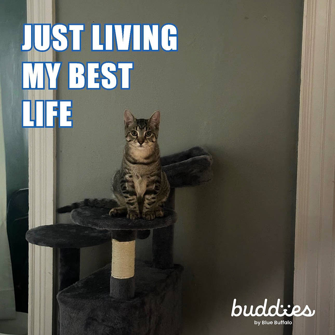 Smoke is registered to the contest to win money with this photo: art, carnivore, cat, cat_supply, domestic_short_haired_cat, felidae, flooring, font, grey, interior_design, metal, pet_supply, room, shelf, shelving, sitting, small_to_medium_sized_cats, tail, whiskers, wood