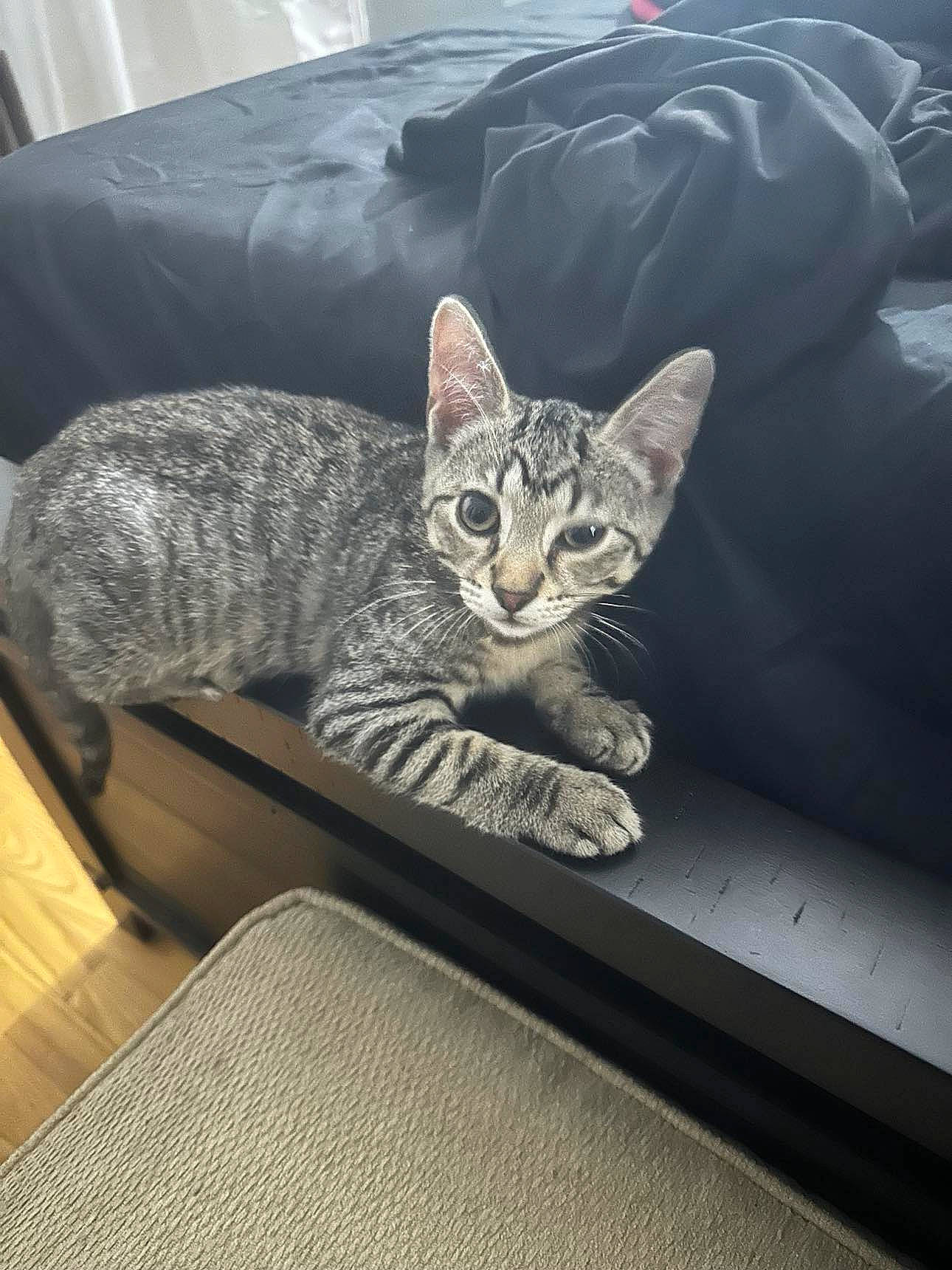 Smoke is registered to the contest to win money with this photo: carnivore, cat, comfort, couch, domestic_short_haired_cat, felidae, fur, grey, metal, sitting, small_to_medium_sized_cats, snout, tail, whiskers