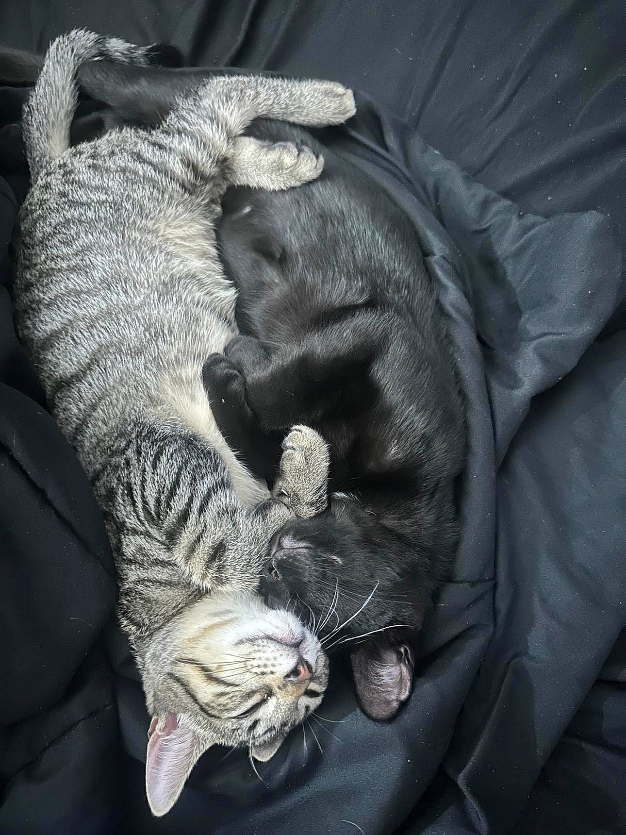 Smoke joined the competition — help win amazing prizes! carnivore, cat, claw, comfort, companion_dog, darkness, dog_breed, felidae, fur, gesture, grey, linens, mammal, monochrome, sleeve, small_to_medium_sized_cats, tail, vertebrate, whiskers, wrinkle