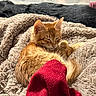 Scooter joined the competition — help win amazing prizes! animal, blanket, cat, closeup, comfort, cozy, cute, domestic, feline, fur, indoors, kitten, nap, pet, red_cloth, relaxation, resting, sleeping, soft_texture, warm