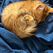 Scooter is registered to the contest to win money with this photo: animal, bed, blanket, blue_blanket, cat, cozy, curled_up, cute, domestic_cat, fur, indoor, kitten, orange_cat, pet, resting, screen_overlay, sleeping, small, soft, video_call