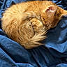 animal, bed, blanket, blue_blanket, cat, cozy, curled_up, cute, domestic_cat, fur, indoor, kitten, orange_cat, pet, resting, screen_overlay, sleeping, small, soft, video_call
