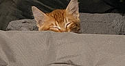 Scooter is registered to the contest to win money with this photo: animal, bed, blanket, cat, closeup, comfort, cozy, cute, ears, feline, fur, indoor, kitten, orange_cat, pet, relaxing, resting, sleeping, soft, warm
