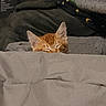animal, bed, blanket, cat, closeup, comfort, cozy, cute, ears, feline, fur, indoor, kitten, orange_cat, pet, relaxing, resting, sleeping, soft, warm