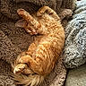 Scooter is registered to the contest to win money with this photo: blanket, cat, comfort, couch, cozy, curled_up, cute, feline, fluffy, fur, home, indoor, napping, orange_tabby, pet, relaxed, resting, sleeping, soft_texture, warm