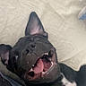 Volky participe au concours pour gagner de l'argent avec cette photo : animal, baby, ball, bodypart, bulldog, canine, cushion, dog, face, frenchbulldog, head, homedecor, mouth, person, pet, photography, portrait, puppy, sleeping, teeth