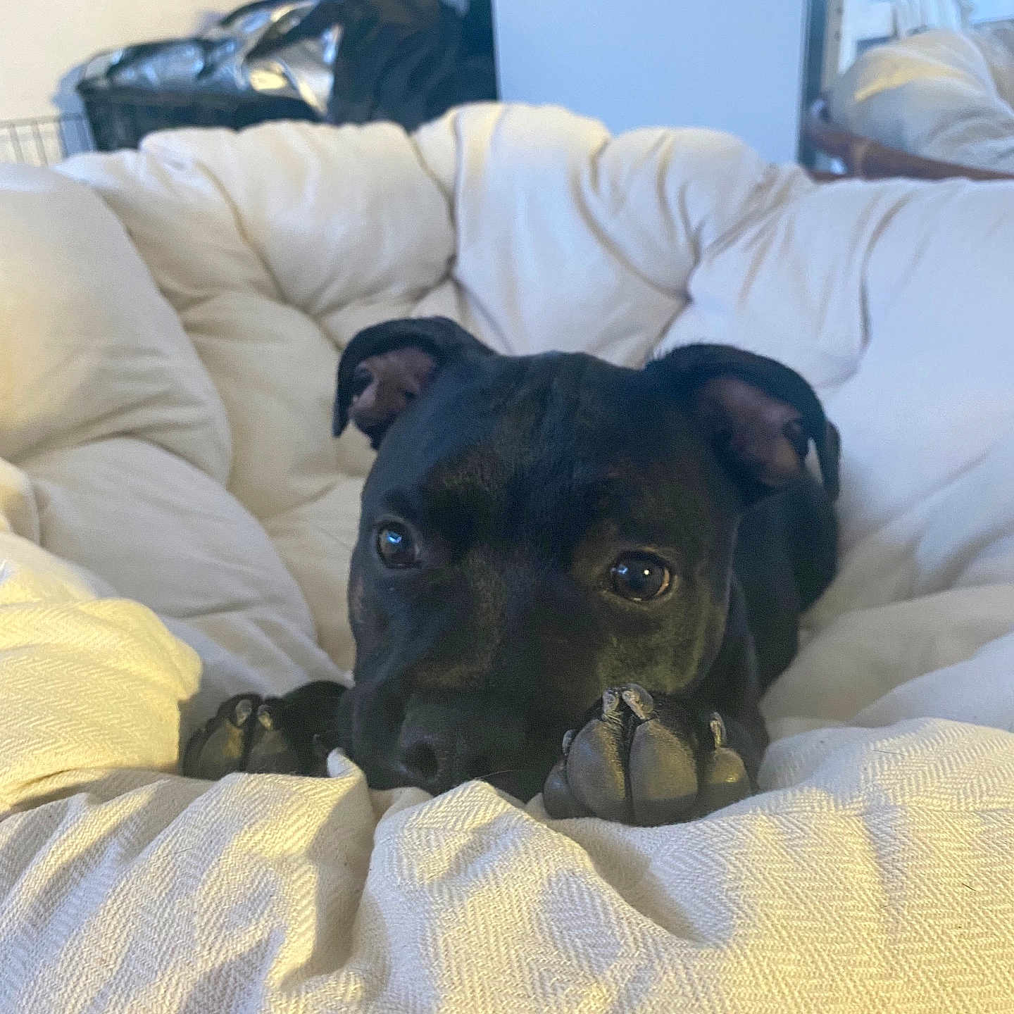 Volky a rejoint le concours — aidez-le/la à gagner de superbes lots ! animal, ball, bed, bedroom, blanket, canine, cat, couch, cushion, dog, furniture, homedecor, indoors, linen, pet, puppy, room, sport, tennis, tennisball