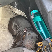 Volky a rejoint le concours — aidez-le/la à gagner de superbes lots ! accessories, alloywheel, animal, bag, belt, bulldog, canine, car, carwheel, cushion, dog, handbag, homedecor, hound, machine, pet, puppy, spoke, transportation, vehicle