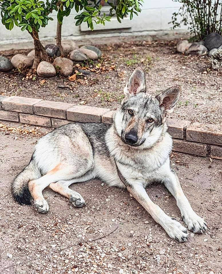 Akela a rejoint le concours — aidez-le/la à gagner de superbes lots ! canidae, canis, carnivore, czechoslovakian_wolfdog, dog, dog_breed, jamthund, kunming_wolfdog, mammal, native_american_indian_dog, northern_inuit_dog, norwegian_elkhound, saarloos_wolfdog, seppala_siberian_sleddog, shikoku, swedish_vallhund, tamaskan_dog, vertebrate, wildlife, wolfdog