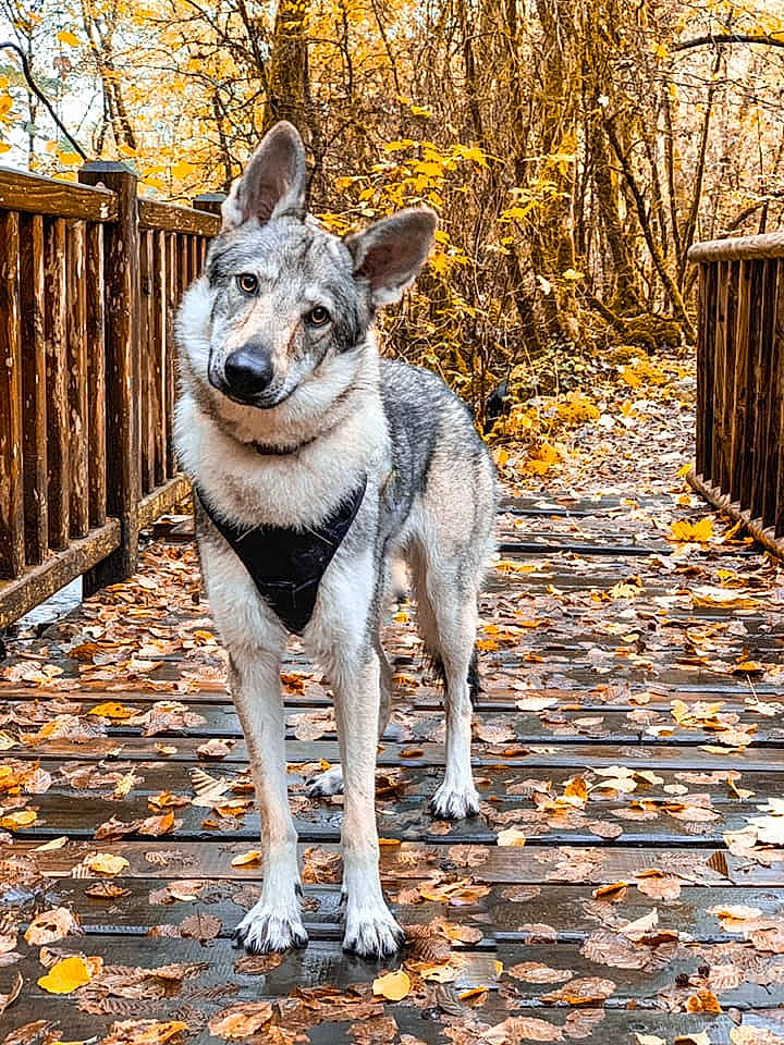Akela a rejoint le concours — aidez-le/la à gagner de superbes lots ! autumn, canidae, canis, carnivore, czechoslovakian_wolfdog, dog, dog_breed, fawn, jamthund, leaf, mammal, northern_inuit_dog, plant, saarloos_wolfdog, seppala_siberian_sleddog, siberian_husky, swedish_vallhund, tree, vertebrate, wolfdog