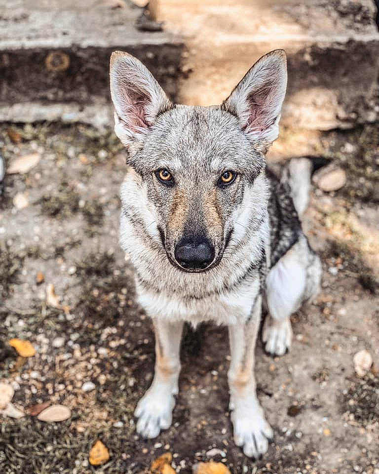 Akela a rejoint le concours — aidez-le/la à gagner de superbes lots ! canidae, canis, carnivore, czechoslovakian_wolfdog, dog, dog_breed, fawn, kunming_wolfdog, mammal, saarloos_wolfdog, seppala_siberian_sleddog, snout, swedish_vallhund, tamaskan_dog, vertebrate, wildlife, wolfdog, working_dog
