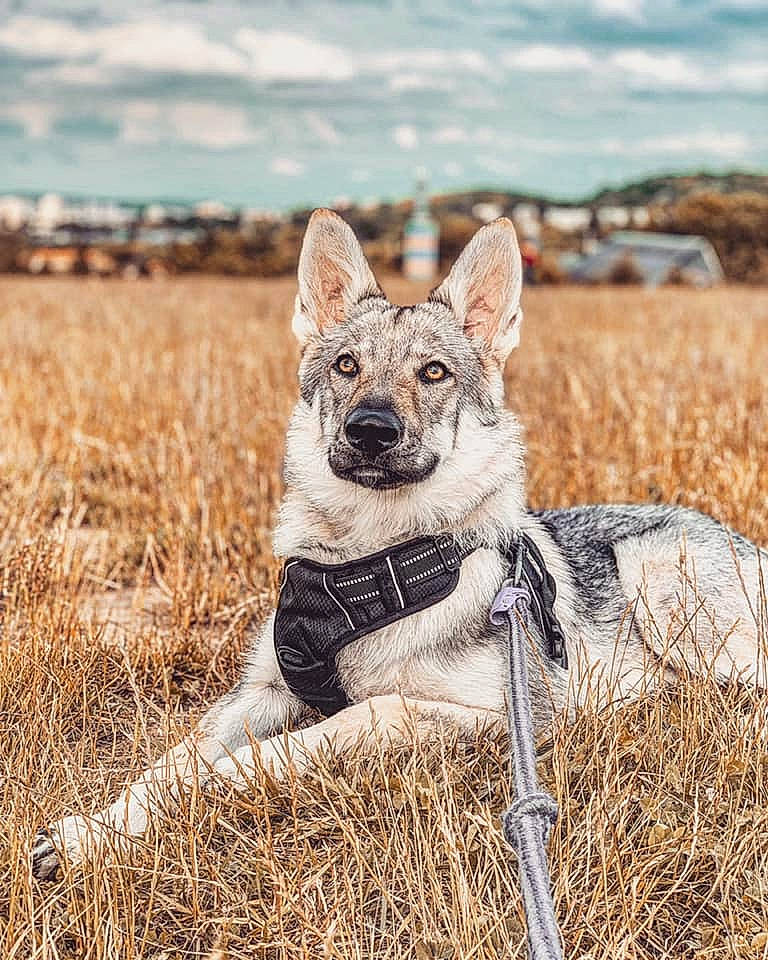 Akela participe au concours pour gagner de l'argent avec cette photo : canidae, canis, carnivore, czechoslovakian_wolfdog, dog, dog_breed, fawn, grass, kunming_wolfdog, mammal, northern_inuit_dog, norwegian_buhund, norwegian_elkhound, saarloos_wolfdog, swedish_vallhund, tamaskan_dog, vertebrate, wildlife, wolfdog, working_dog