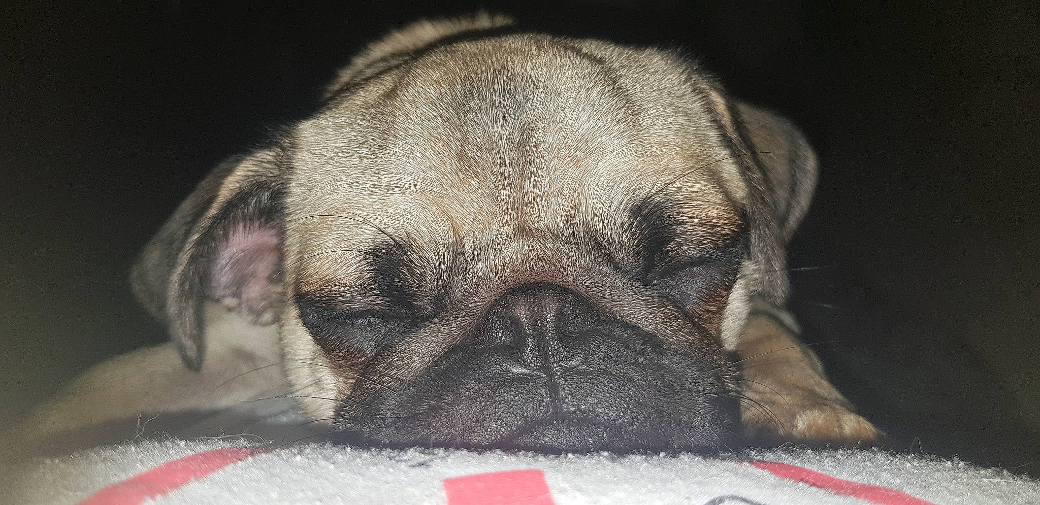 Maya participe au concours pour gagner de l'argent avec cette photo : bored, canidae, carnivore, close_up, comfort, companion_dog, dog, dog_breed, ear, eye, fawn, fur, pug, snout, sporting_group, terrestrial_animal, toy_dog, whiskers, working_animal, wrinkle