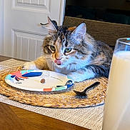 Pebbles is registered to the contest to win money with this photo: cat, tabby_cat, longhair, green_eyes, tongue_out, paper_plate, meat, placemat, spoon, glass_of_milk, milk, dining_table, kitchen, door, chair, indoor, fur, cute, pet, table_setting