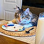 cat, tabby_cat, longhair, green_eyes, tongue_out, paper_plate, meat, placemat, spoon, glass_of_milk, milk, dining_table, kitchen, door, chair, indoor, fur, cute, pet, table_setting