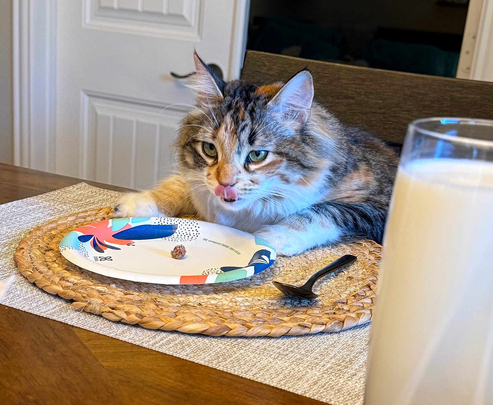 Pebbles is registered to the contest to win money with this photo: cat, tabby_cat, longhair, green_eyes, tongue_out, paper_plate, meat, placemat, spoon, glass_of_milk, milk, dining_table, kitchen, door, chair, indoor, fur, cute, pet, table_setting