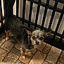 Teddi joined the competition — help win amazing prizes! dog, small_dog, pet, floor, tile_floor, gate, black_gate, indoor, looking_up, fur, ears, brown, black, white, animal, companion, cute, curious, standing, domestic