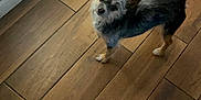 Teddi is registered to the contest to win money with this photo: dog, small_dog, indoor, wooden_floor, tail, pet, curious, looking_up, flooring, home, carpet, paw, fur, brown, black, white, ears, animal, companion, cute