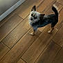 dog, small_dog, indoor, wooden_floor, tail, pet, curious, looking_up, flooring, home, carpet, paw, fur, brown, black, white, ears, animal, companion, cute