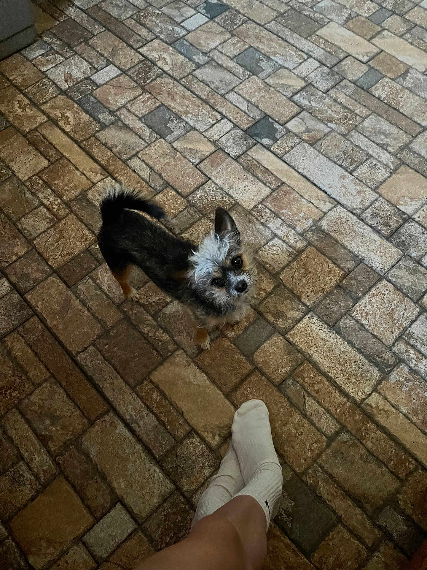 Teddi