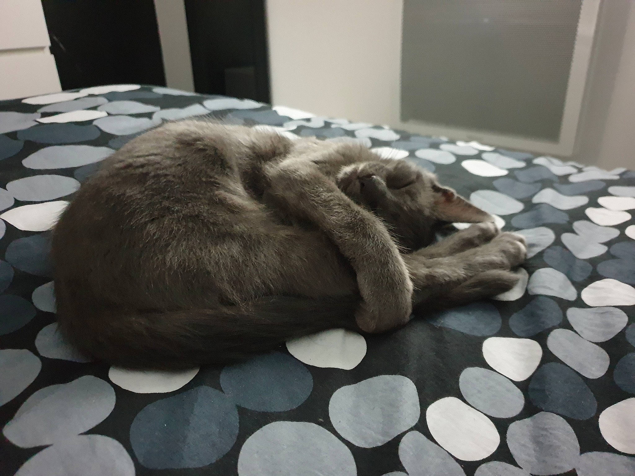 Pacha a rejoint le concours — aidez-le/la à gagner de superbes lots ! beige, carnivore, cat, cat_bed, comfort, fawn, felidae, fur, furniture, nap, paw, room, russian_blue, small_to_medium_sized_cats, whiskers