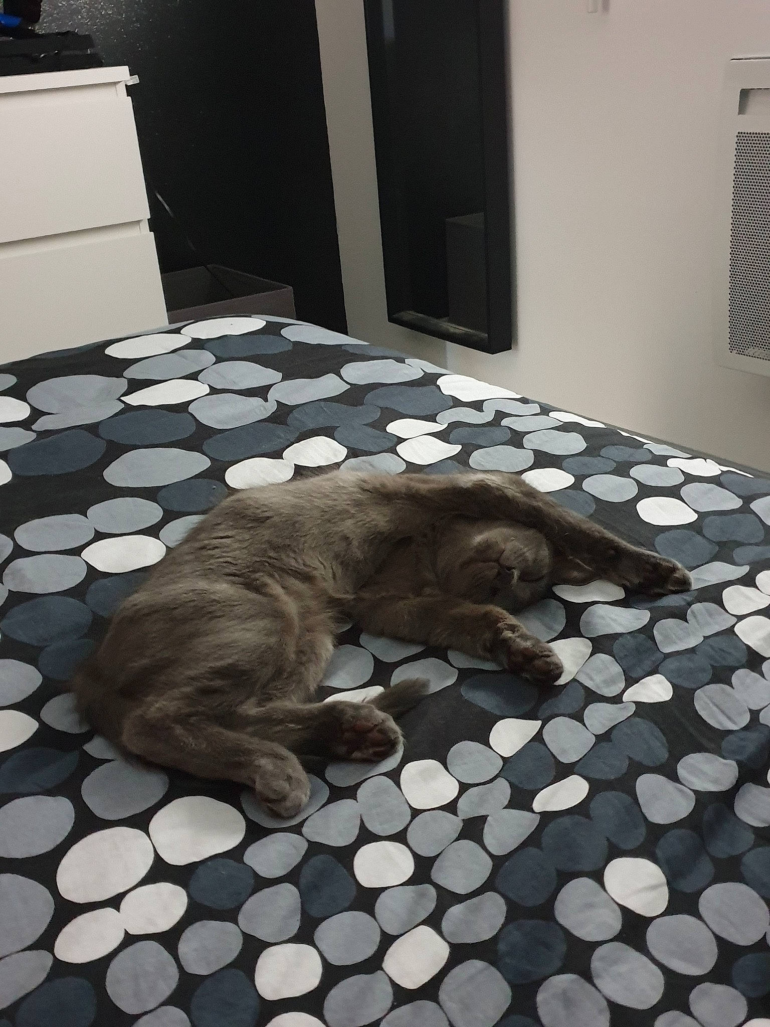 Pacha a rejoint le concours — aidez-le/la à gagner de superbes lots ! bed, bed_sheet, carnivore, cat, european_shorthair, felidae, floor, flooring, fur, furniture, hardwood, home, house, kitten, pattern, room, small_to_medium_sized_cats, tile, whiskers, wood