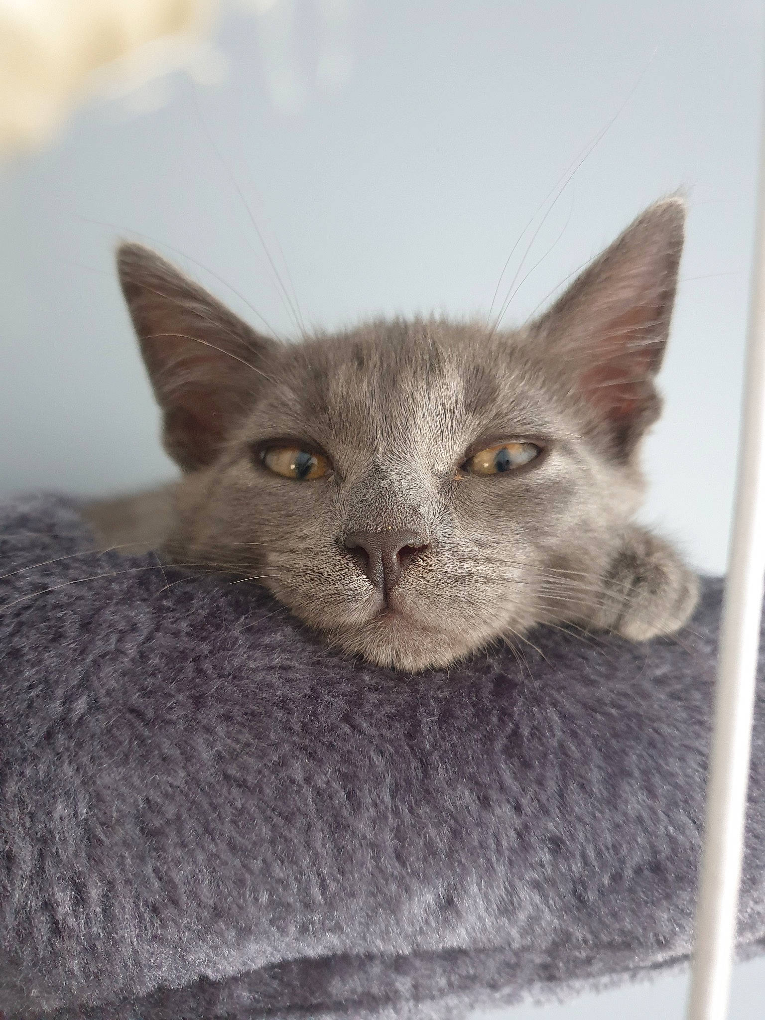 Pacha a rejoint le concours — aidez-le/la à gagner de superbes lots ! asian, british_shorthair, carnivore, cat, chartreux, domestic_short_haired_cat, fawn, felidae, kitten, korat, mammal, nebelung, oriental_shorthair, russian_blue, small_to_medium_sized_cats, vertebrate, whiskers