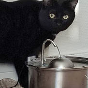 Ulysse a rejoint le concours — aidez-le/la à gagner de superbes lots ! black_cat, cat, pet, animal, water_fountain, metal, indoor, curious, yellow_eyes, mat, texture, wall, household, domestic, looking, feline, close_up, side_view, floor, quiet
