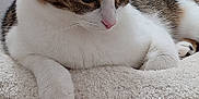 Liza participe au concours pour gagner de l'argent avec cette photo : cat, tabby_cat, white_fur, pet_bed, wooden_surface, indoor, cozy, relaxed, resting, feline, animal, cute, soft_texture, fluffy, domestic_animal, decor, gnome, background_blur, closeup, calm