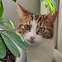 Liza participe au concours pour gagner de l'argent avec cette photo : cat, tabby, plant, leaf, green, windowsill, indoor, pet, curious, animal, closeup, nature, feline, houseplant, pot, eye, whiskers, fur, soft_light, window
