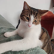 Liza a rejoint le concours — aidez-le/la à gagner de superbes lots ! cat, tabby_cat, white_cat, pet, animal, feline, green_eyes, stretching, blanket, indoor, curious, soft_texture, fur, whiskers, paw, resting, cute, domestic_animal, closeup, relaxed