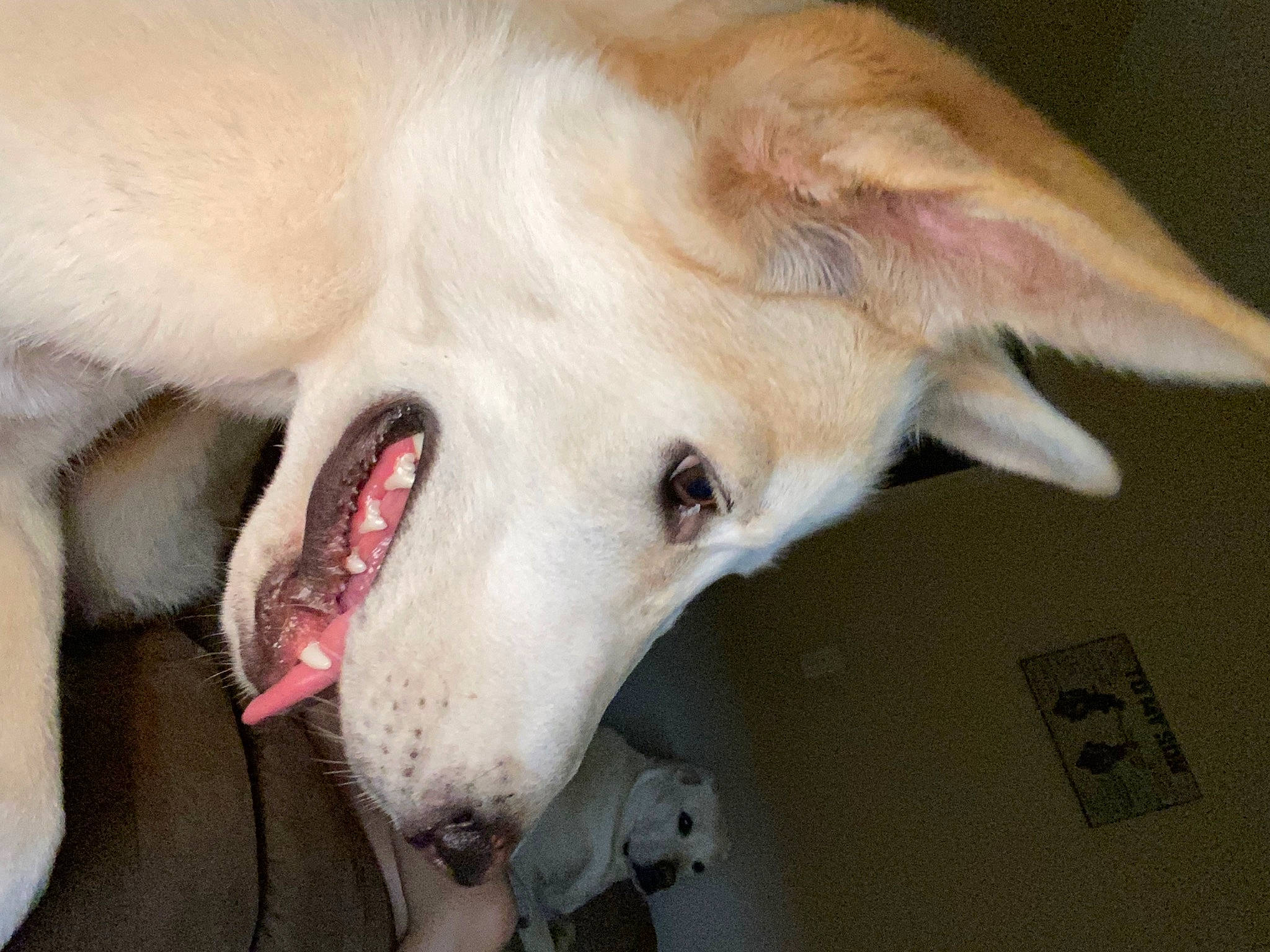 Sofie joined the competition — help win amazing prizes! canidae, carnivore, collar, companion_dog, dance, dog, dog_breed, ear, fang, fawn, fur, non_sporting_group, paw, samoyed, shout, snout, sporting_group, whiskers, working_dog