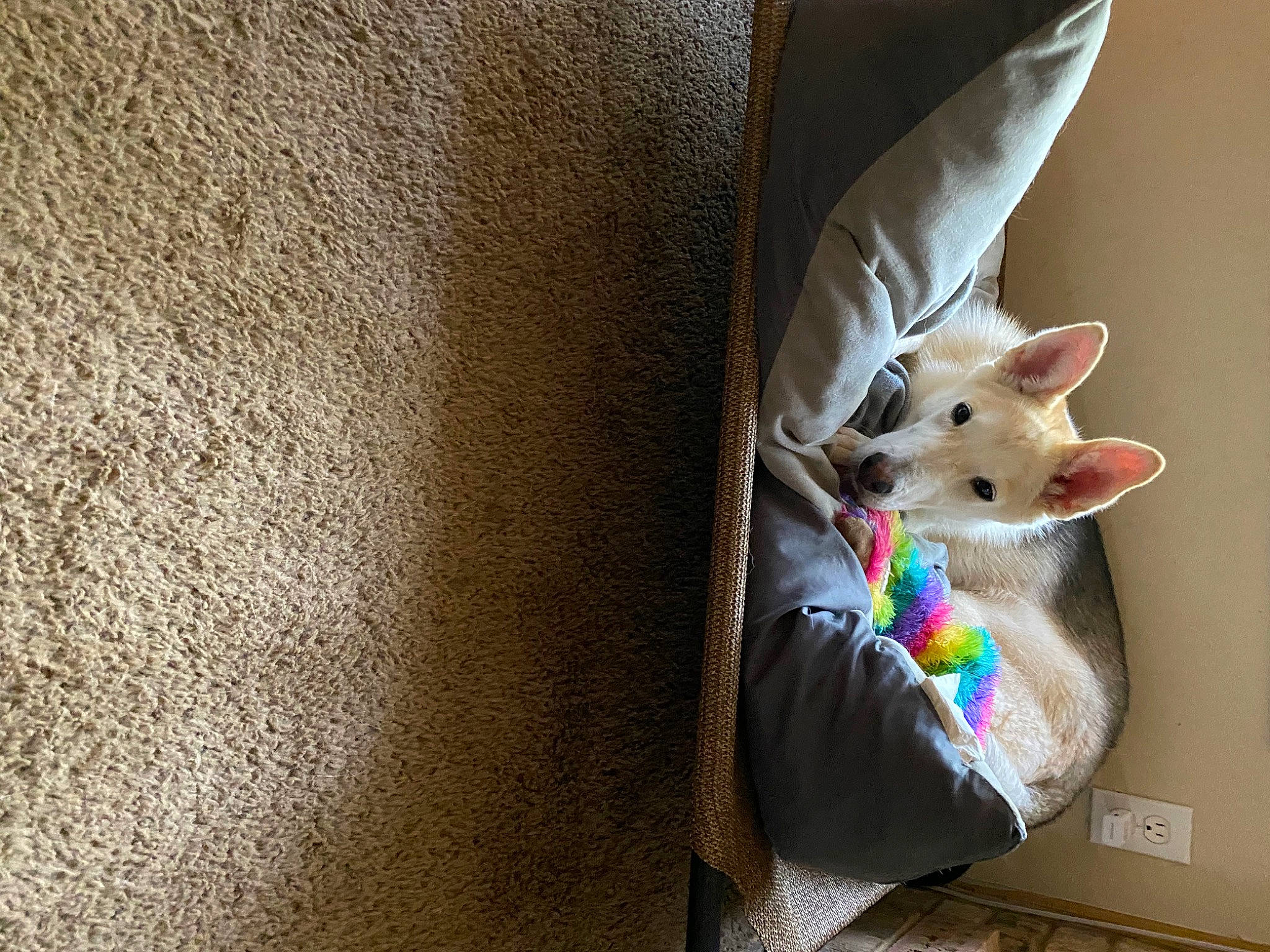 Sofie joined the competition — help win amazing prizes! baby_products, bag, carnivore, cat, child, comfort, companion_dog, fashion_accessory, fawn, felidae, flooring, fur, linens, sitting, small_to_medium_sized_cats, stuffed_toy, tail, textile, whiskers, wood