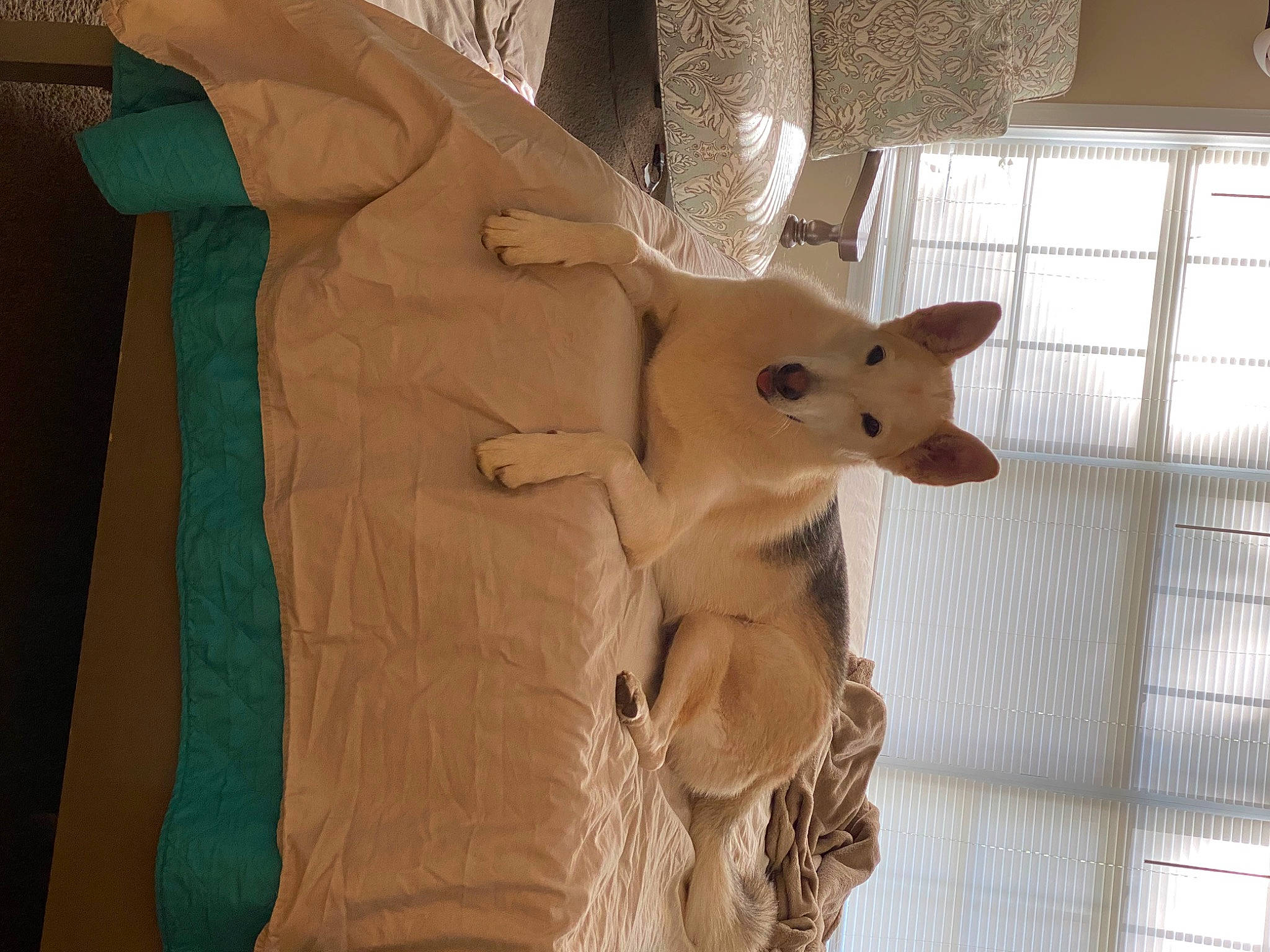 Sofie joined the competition — help win amazing prizes! carnivore, companion_dog, dog, dog_breed, fawn, felidae, fur, pattern, room, sleeve, small_to_medium_sized_cats, sporting_group, stuffed_toy, tail, terrestrial_animal, toy, twig, whiskers, wood, working_animal