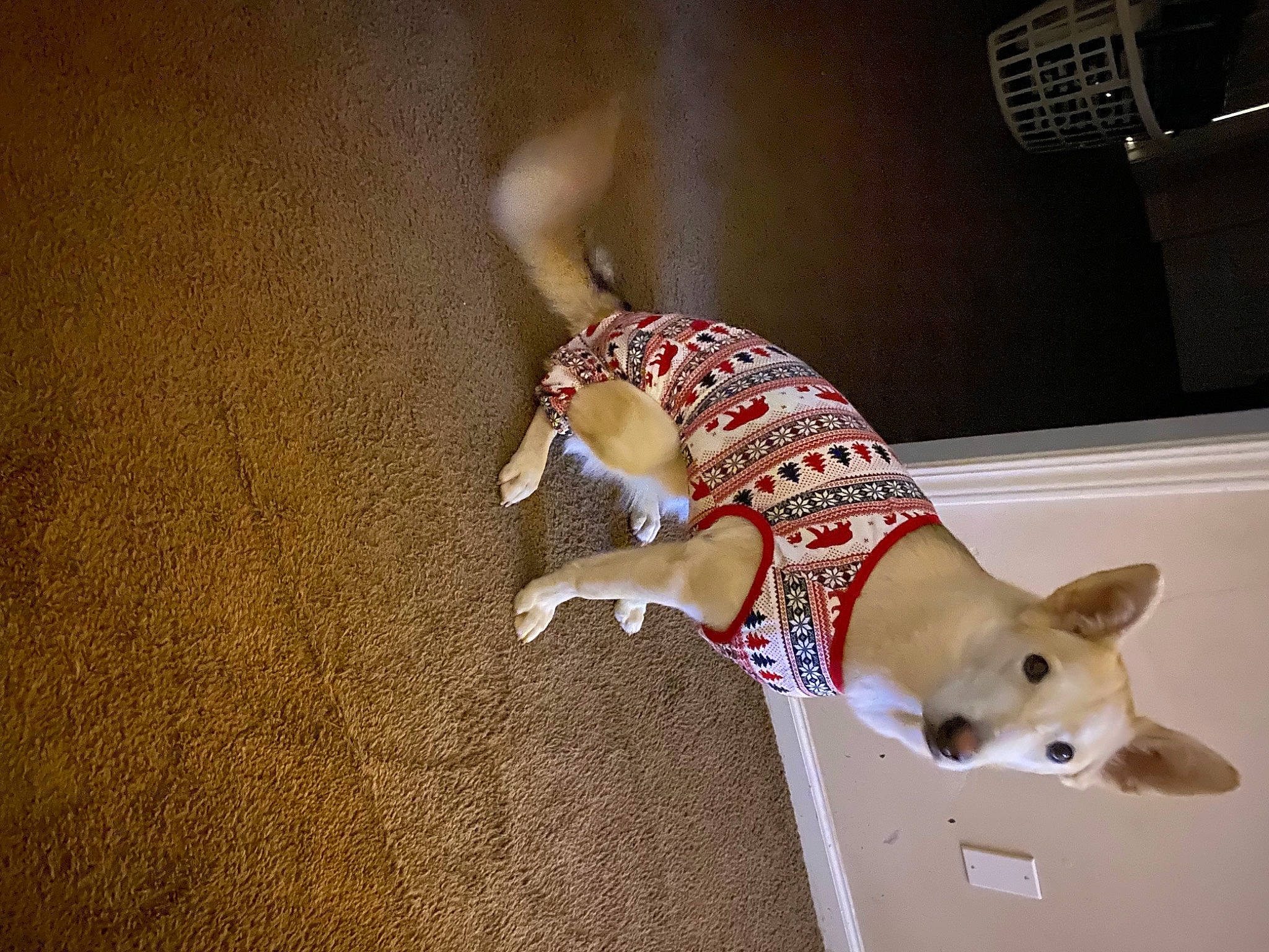 Sofie is registered to the contest to win money with this photo: canidae, carnivore, collar, companion_dog, dog, dog_breed, dog_clothes, dog_supply, dog_toy, fashion_accessory, fawn, flooring, leash, paw, pet_supply, snout, sporting_group, tail, wood, working_animal