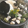 animal, black_and_white, cat, curled_up, cute, daylight, decorative, feline, garden, greenery, nature, outdoor, pet, plant_pot, relaxing, small_plants, sniffing, soil, white_stones, yellow_flowers