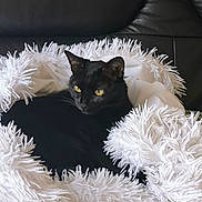 Dora a rejoint le concours — aidez-le/la à gagner de superbes lots ! animal, black_cat, black_fur, cat, comfort, cozy, cute, domestic_cat, feline, fluffy_blanket, furniture, indoor, leather_couch, pet, relaxed, resting, sleepy, soft_texture, white_blanket, yellow_eyes