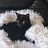 animal, black_cat, black_fur, cat, comfort, cozy, cute, domestic_cat, feline, fluffy_blanket, furniture, indoor, leather_couch, pet, relaxed, resting, sleepy, soft_texture, white_blanket, yellow_eyes