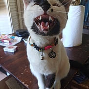 Pepper joined the competition — help win amazing prizes! animal, black_and_white, cat, close_up, collar, domestic, feline, fur, household, indoor, mouth_open, paper_towel, pet, playful, sitting, table, tag, teeth, whiskers, wooden_table