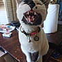 animal, black_and_white, cat, close_up, collar, domestic, feline, fur, household, indoor, mouth_open, paper_towel, pet, playful, sitting, table, tag, teeth, whiskers, wooden_table