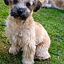 animal, backyard, canine, companion, cute, dog, domestic_animal, fluffy, fur, garden, grass, lawn, nature, outdoor, pet, playful, puppy, relaxing, sitting, young_dog
