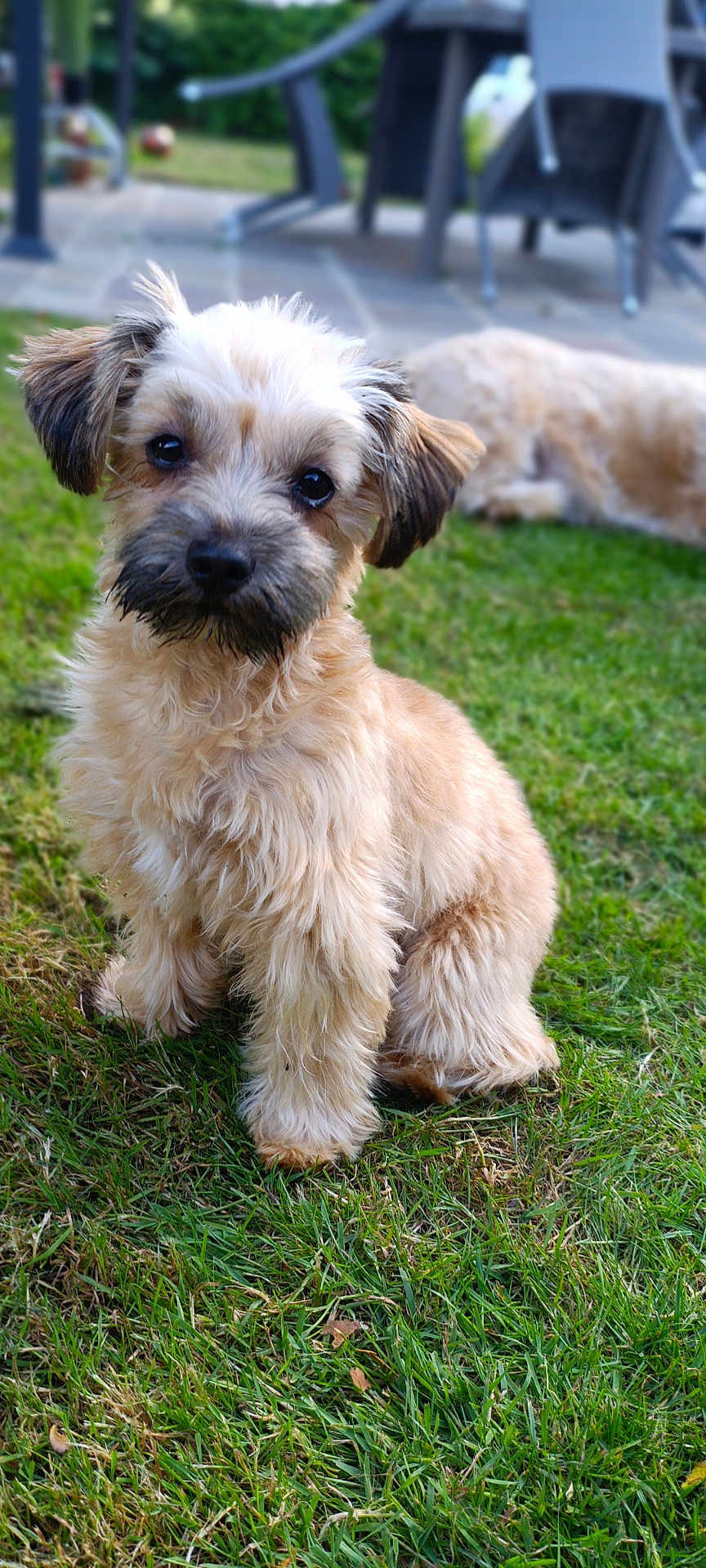 Jojo participe au concours pour gagner de l'argent avec cette photo : puppy, dog, grass, outdoor, pet, animal, cute, fluffy, garden, lawn, young_dog, canine, sitting, nature, backyard, fur, playful, domestic_animal, companion, relaxing