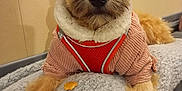 Jojo a rejoint le concours — aidez-le/la à gagner de superbes lots ! dog, puppy, pet, furry, cute, cozy, sweater, indoor, blanket, paws, treat, looking, curious, soft, animal, mammal, companion, friendly, adorable, resting