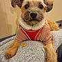 adorable, animal, blanket, companion, cozy, curious, cute, dog, friendly, furry, indoor, looking, mammal, paws, pet, puppy, resting, soft, sweater, treat