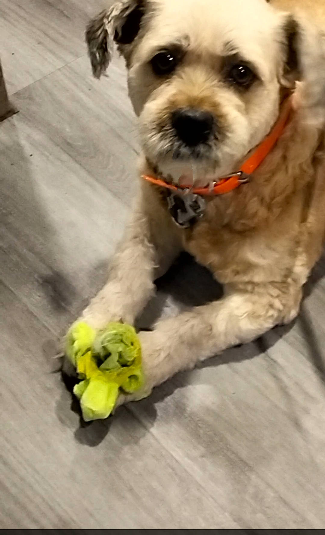 Jaîna participe au concours pour gagner de l'argent avec cette photo : canidae, carnivore, collar, companion_dog, cut_flowers, dog, dog_breed, dog_collar, dog_supply, fashion_accessory, flower, petal, schnauzer, small_terrier, snout, sporting_group, terrier, toy_dog, wood, working_animal